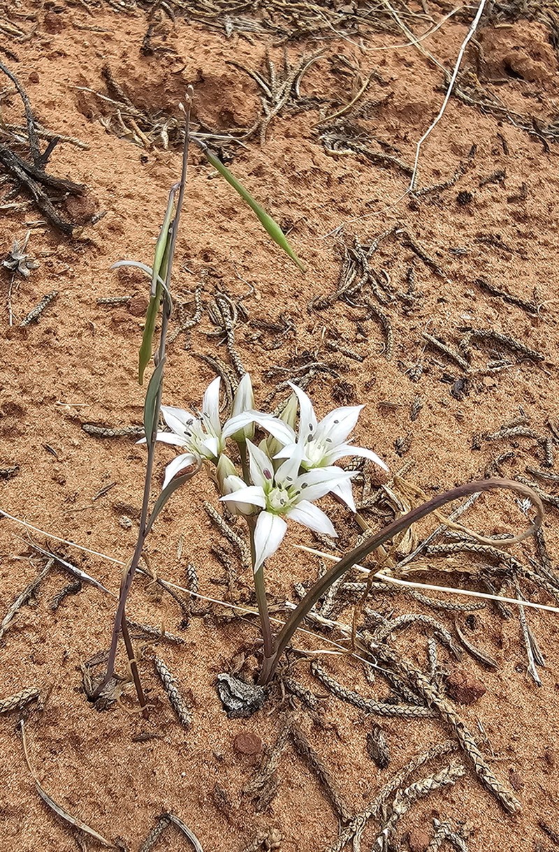Nevada Onion photo 7