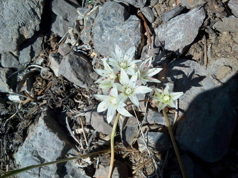 Nevada Onion photo 8