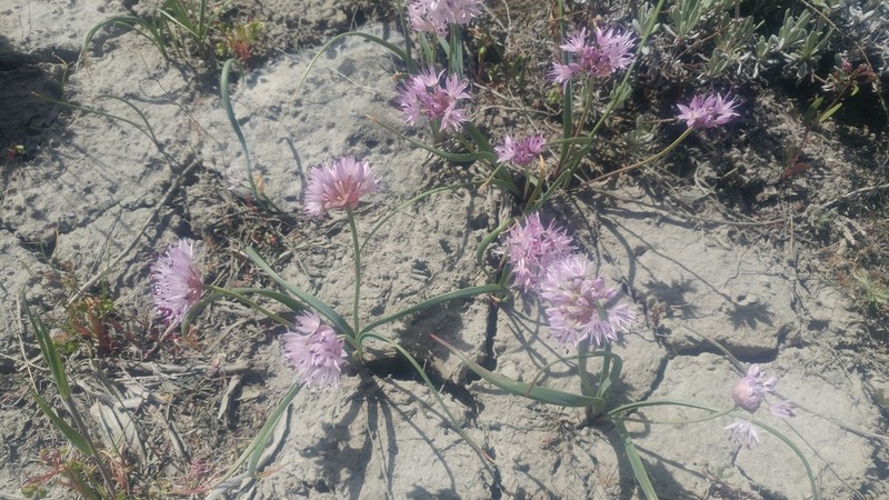 Nevius' Garlic photo 2
