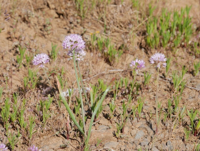 Nevius' Garlic photo 3