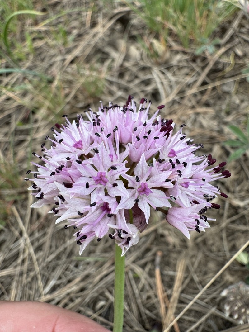 Nevius' Garlic photo 5