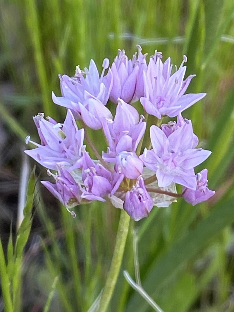 Nevius' Garlic photo 6