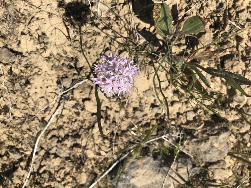 Nevius' Garlic photo 8