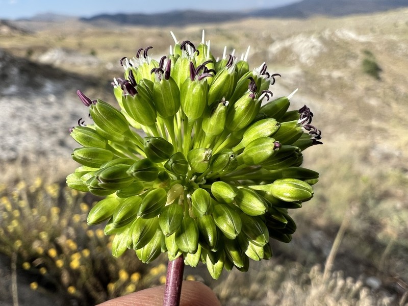 Allium nevsehirense