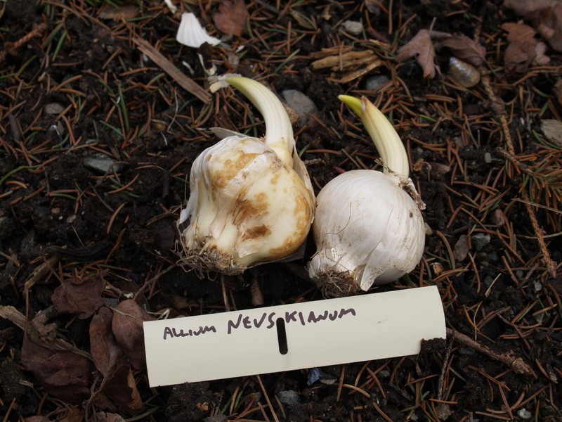 Allium nevskianum