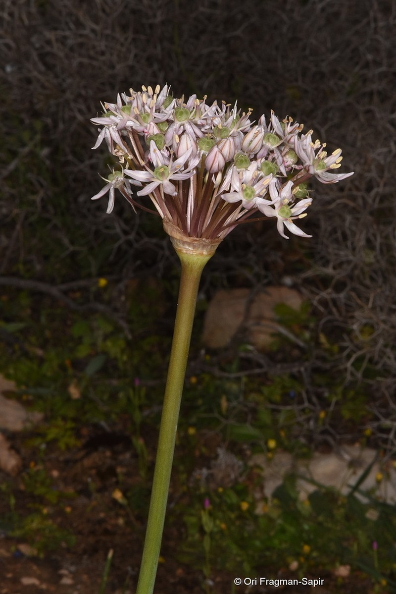 Black Garlic photo 5