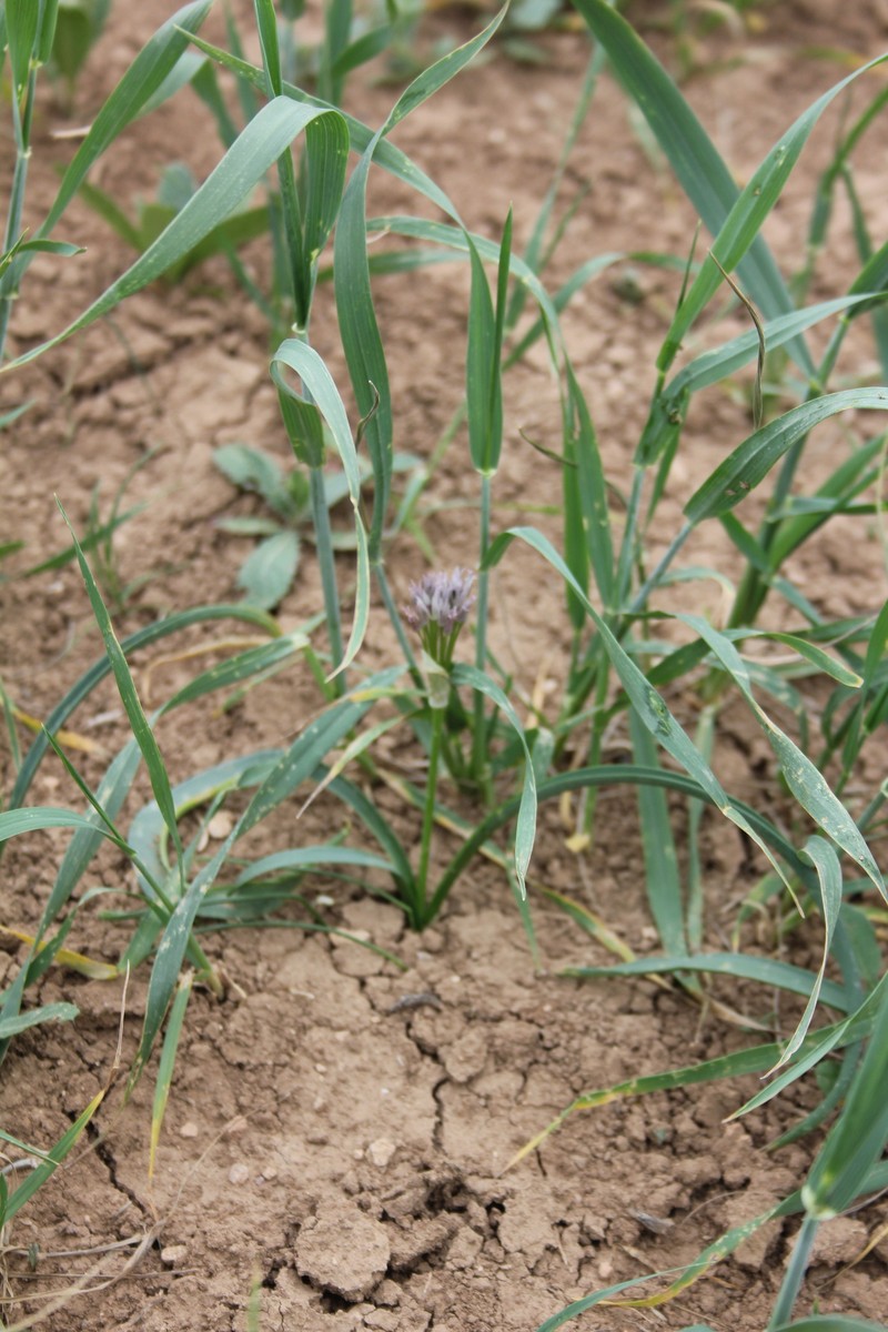 Allium noeanum photo 2