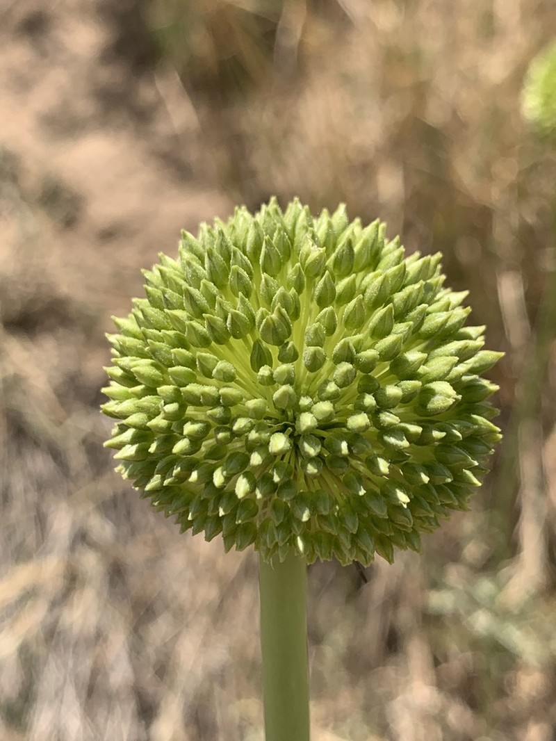 Allium notabile