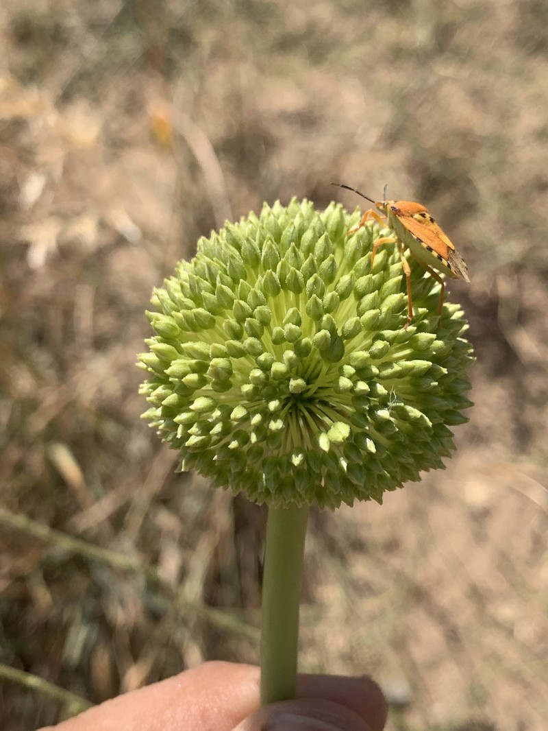 Allium notabile photo 2