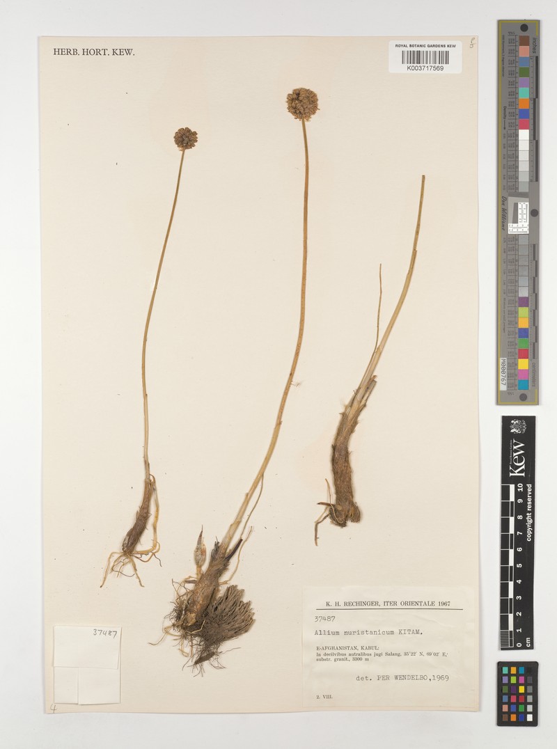 Allium nuristanicum