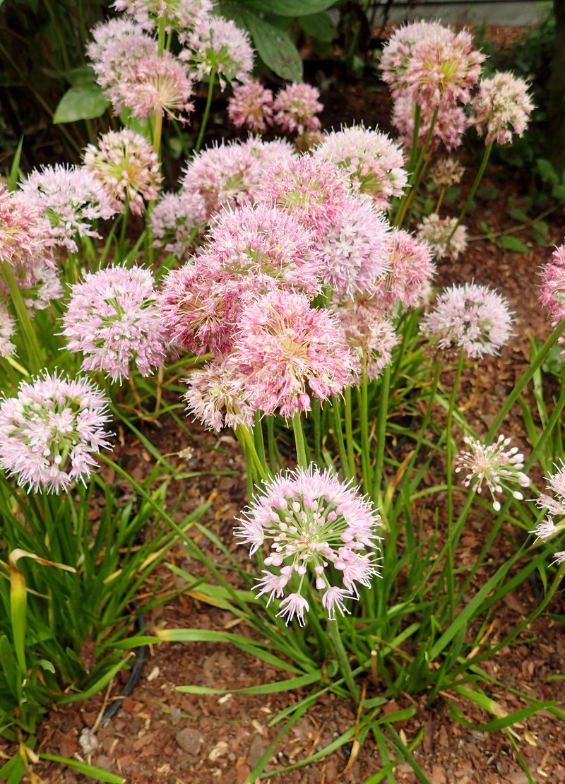 Allium nutans
