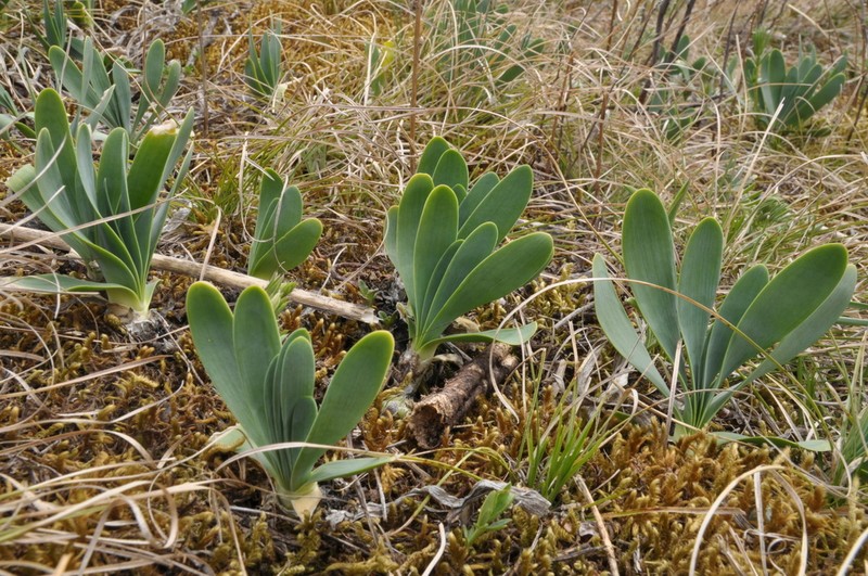Allium nutans photo 2