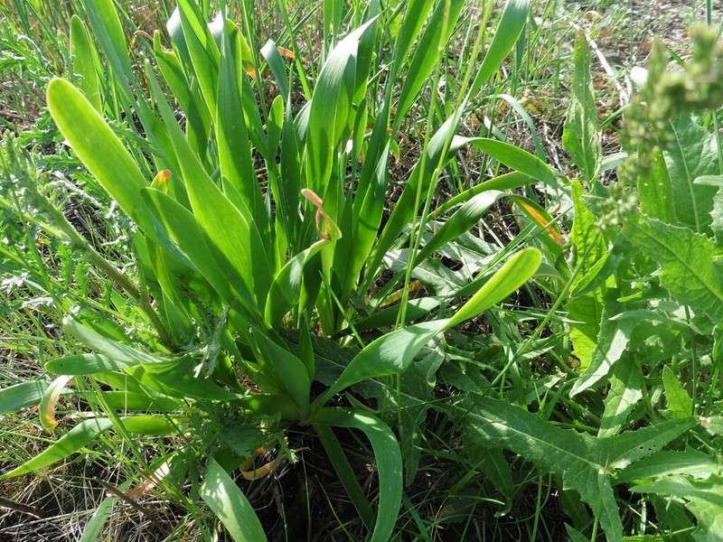 Allium nutans photo 3