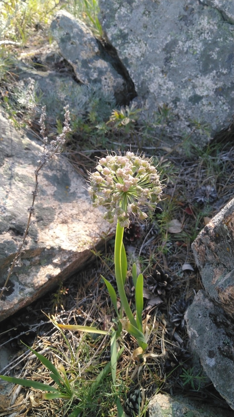 Allium nutans photo 4