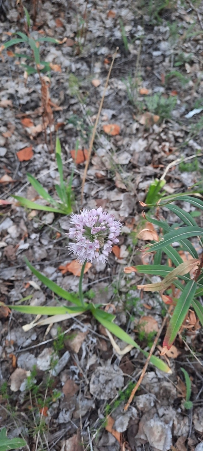 Allium nutans photo 5