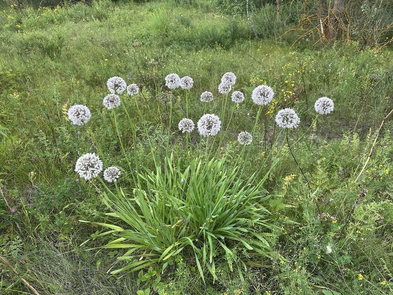 Allium nutans photo 6