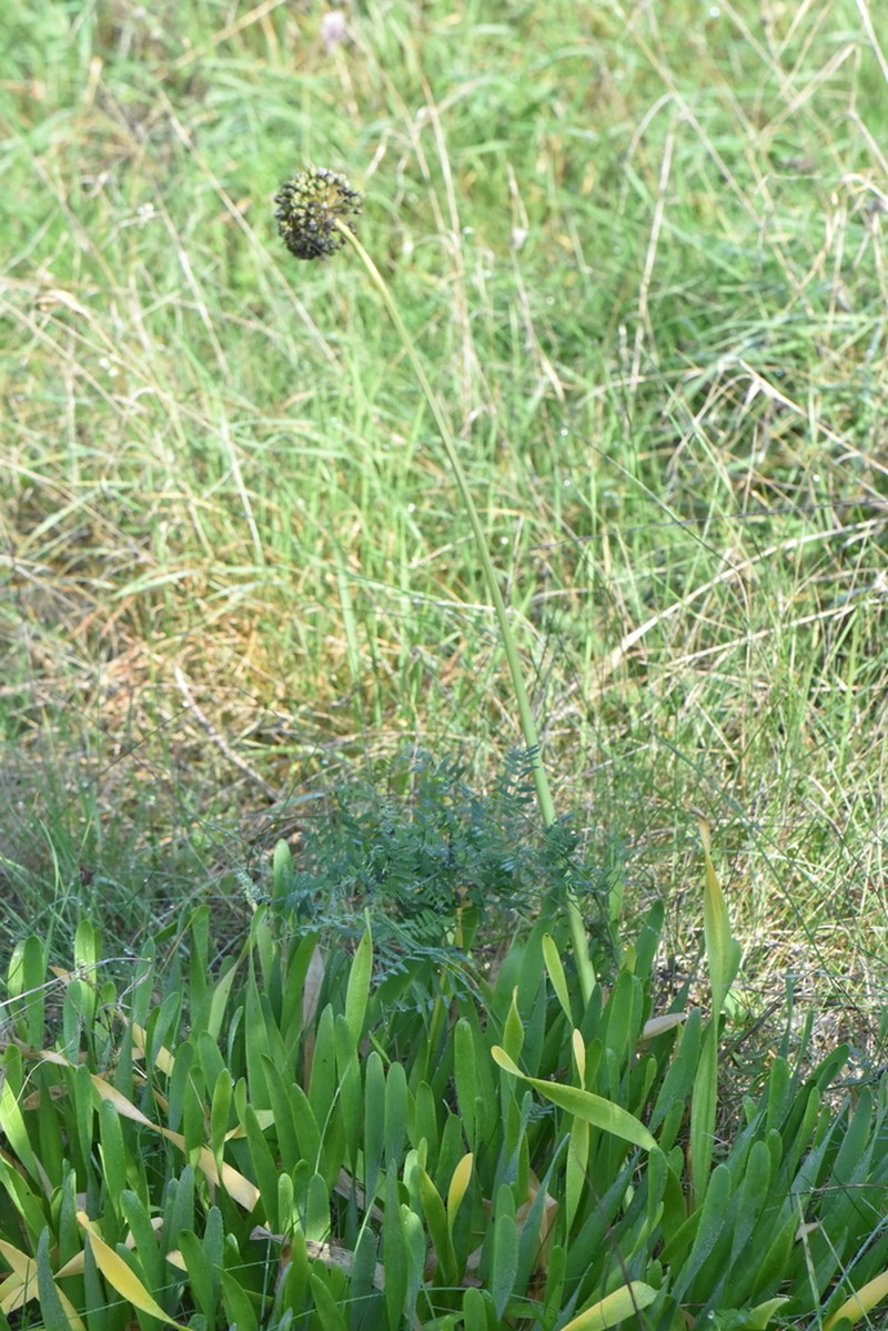 Allium nutans photo 7