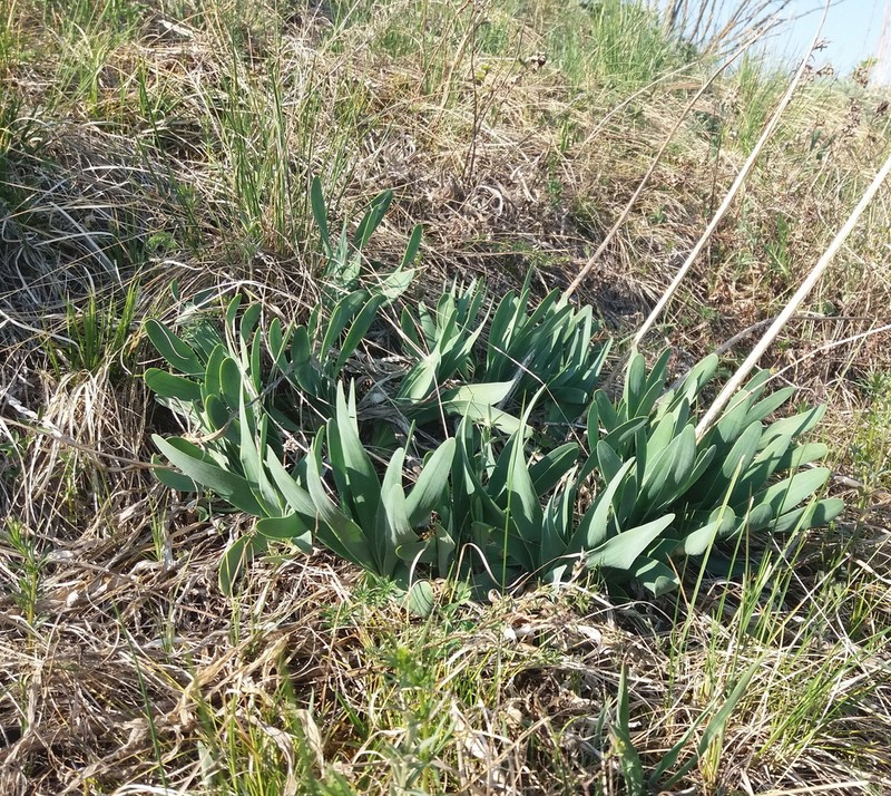 Allium nutans photo 8
