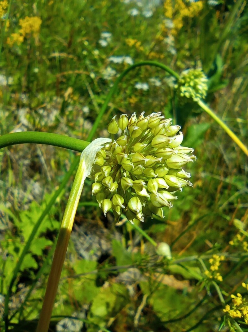 Allium obliquum photo 2