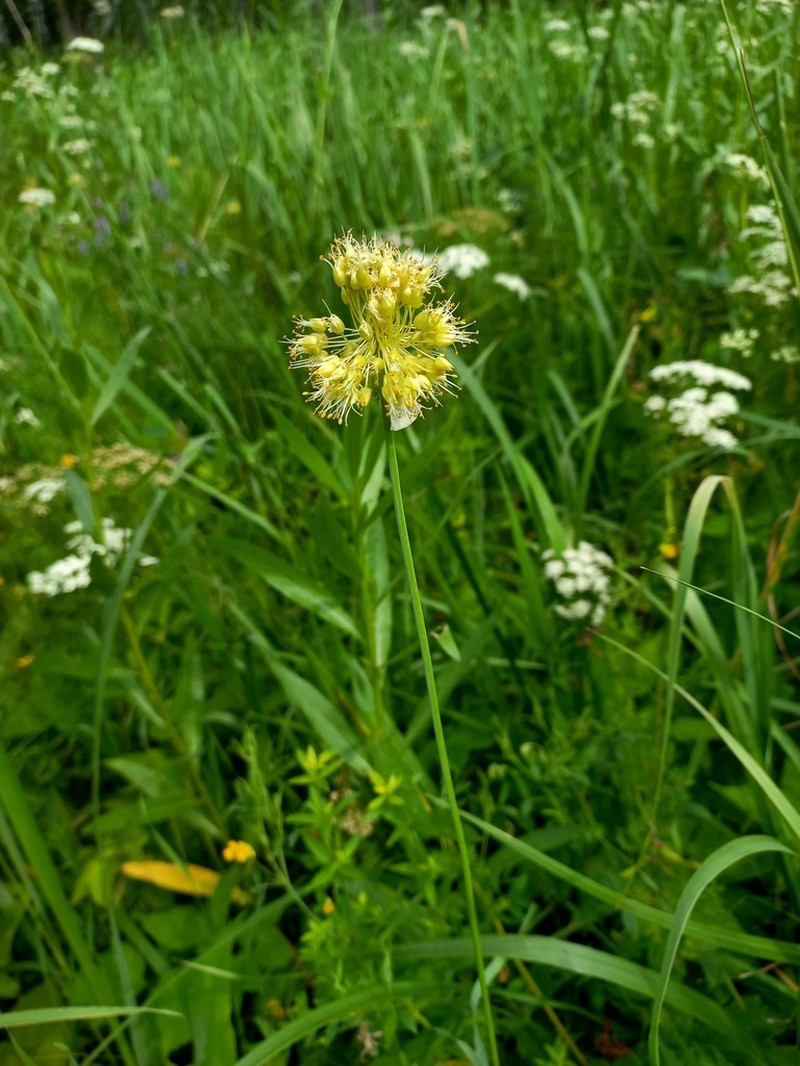 Allium obliquum photo 3