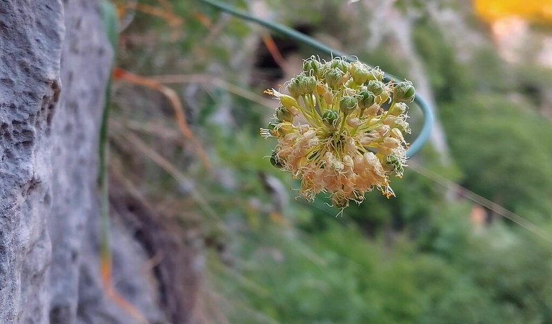 Allium obliquum photo 5