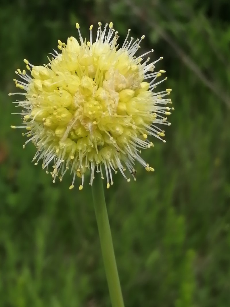 Allium obliquum photo 6