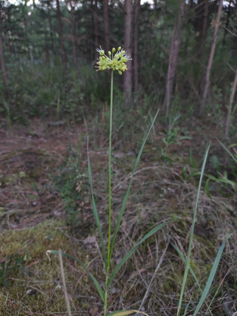 Allium obliquum photo 7