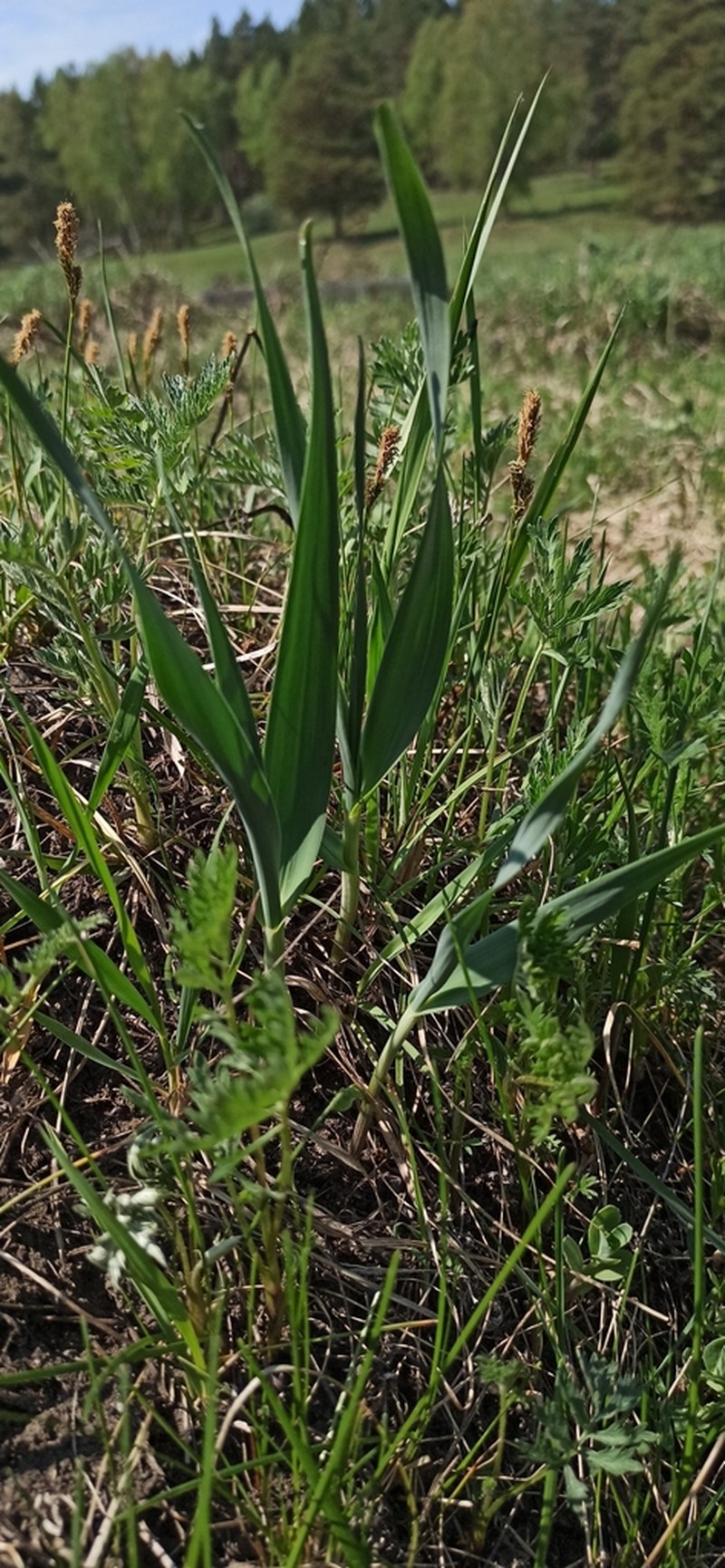 Allium obliquum photo 8