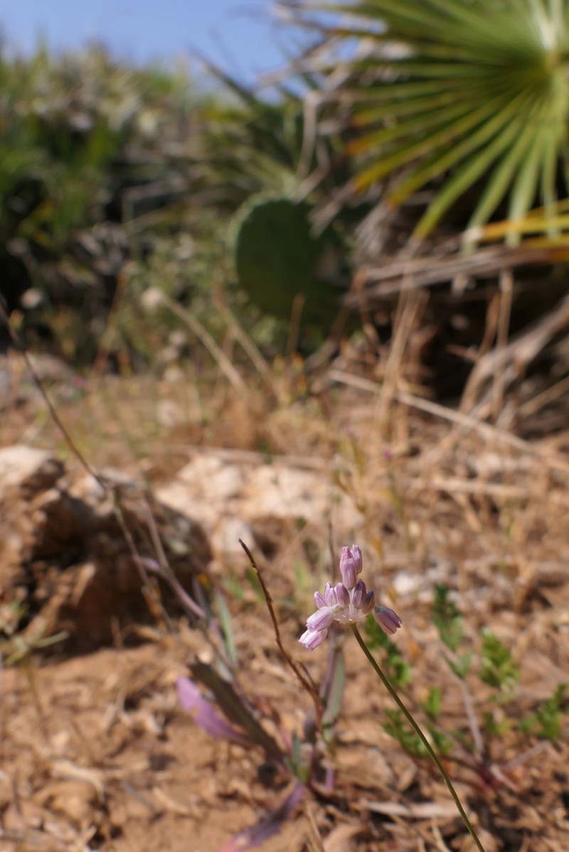 Allium obtusiflorum photo 2