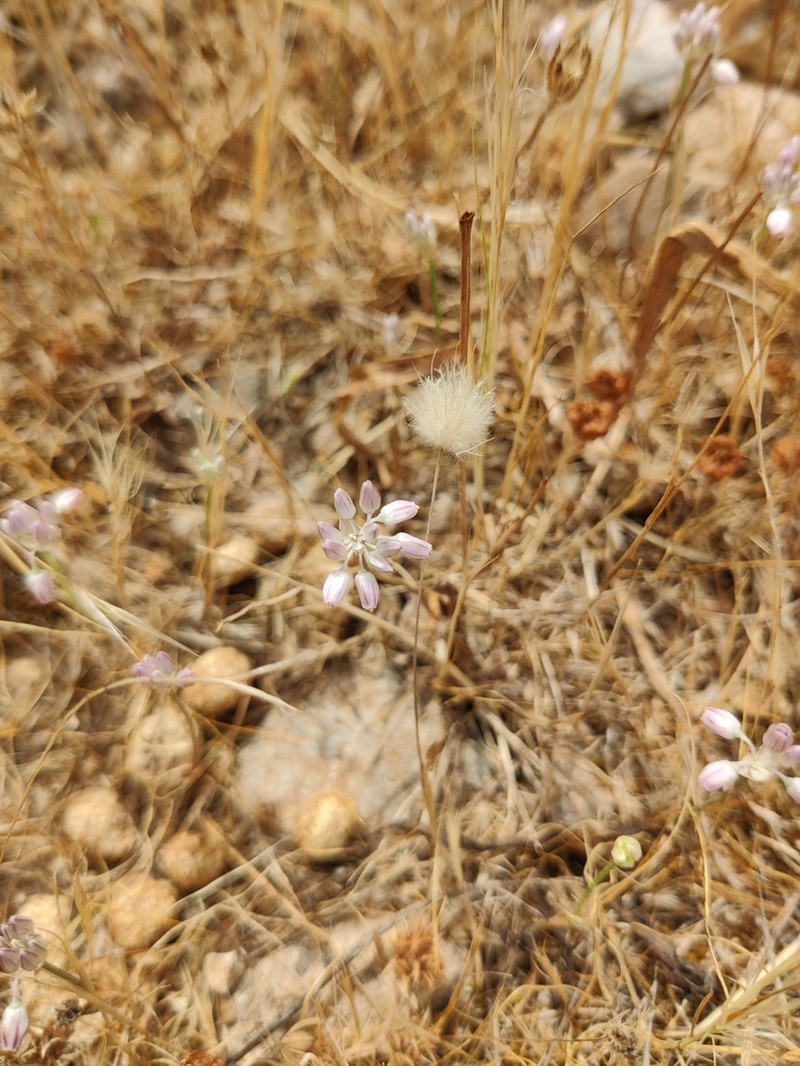 Allium obtusiflorum photo 4