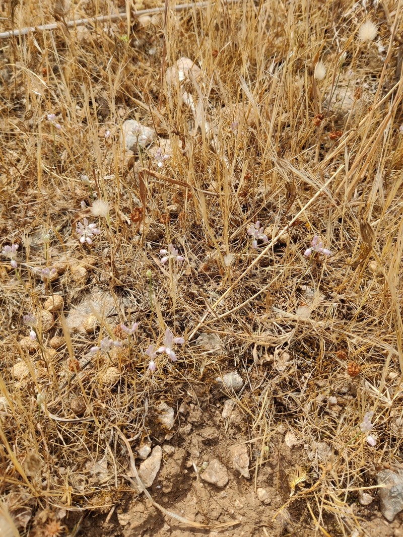 Allium obtusiflorum photo 5