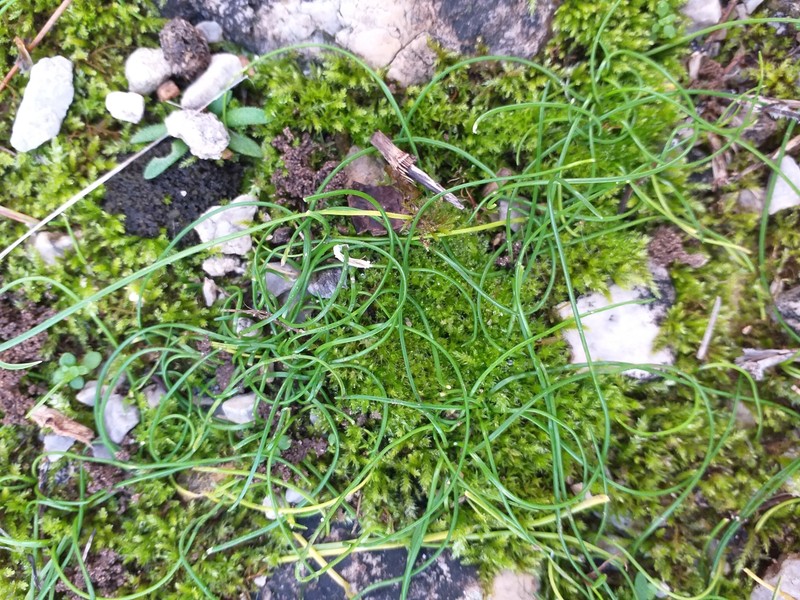 Allium obtusiflorum photo 6