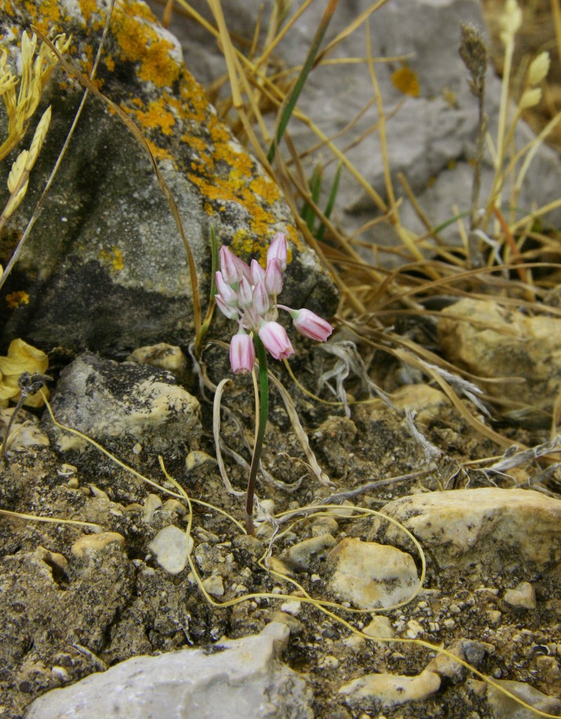 Allium obtusiflorum photo 7
