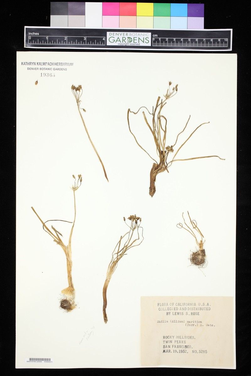 Allium obtusiflorum photo 8