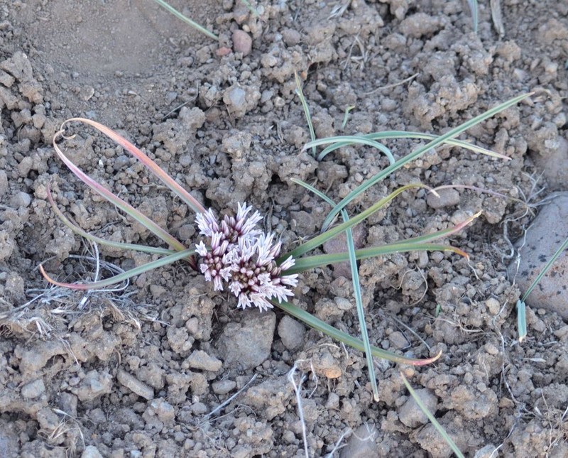 Red Sierra Onion photo 2