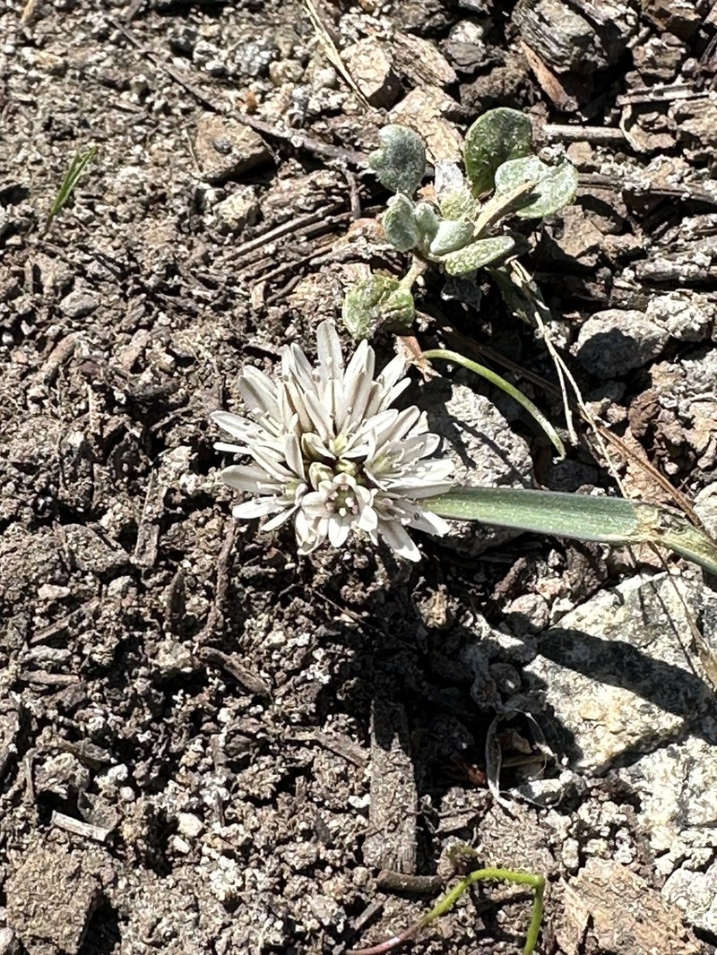 Red Sierra Onion photo 3