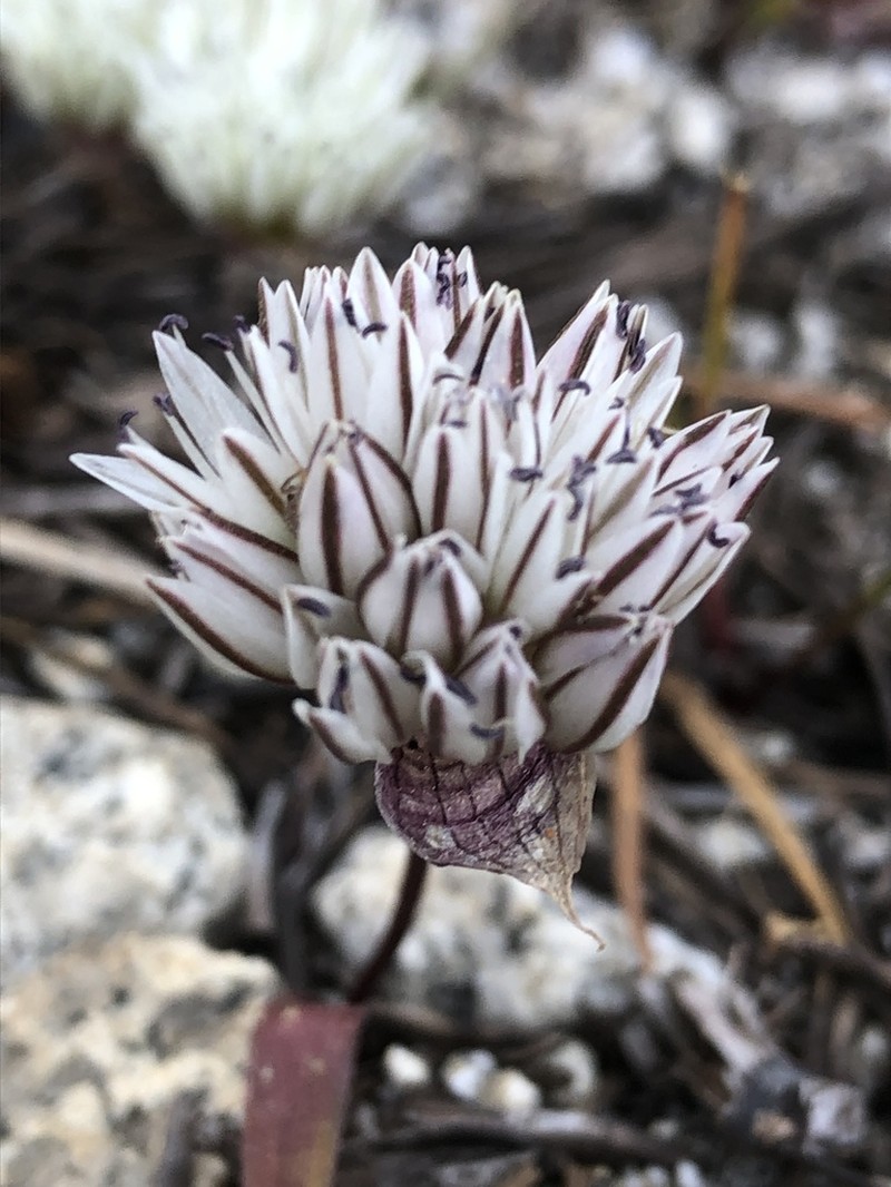 Red Sierra Onion photo 4