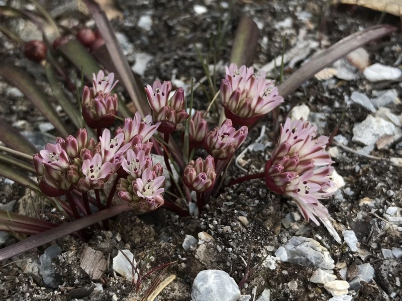 Red Sierra Onion photo 5