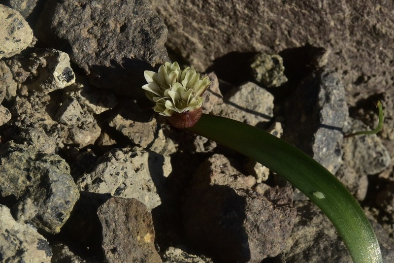 Red Sierra Onion photo 6