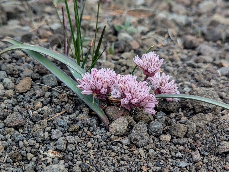 Red Sierra Onion photo 7