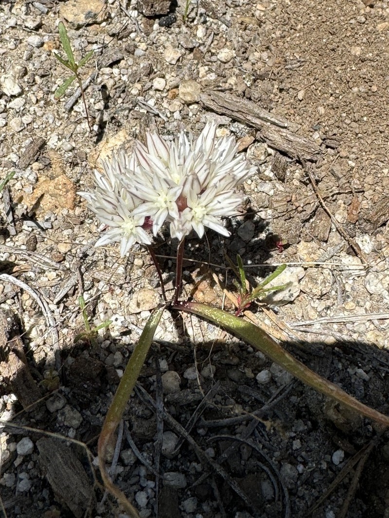 Red Sierra Onion photo 8