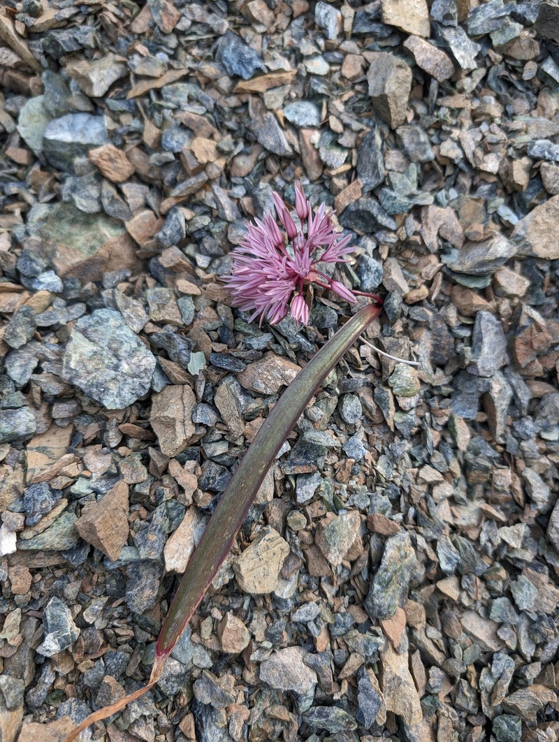 Allium obtusum var. conspicuum photo 2