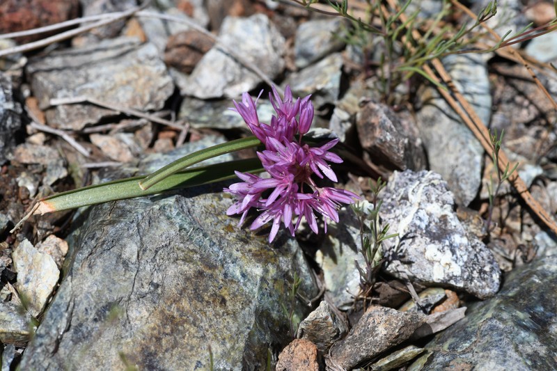 Allium obtusum var. conspicuum photo 3