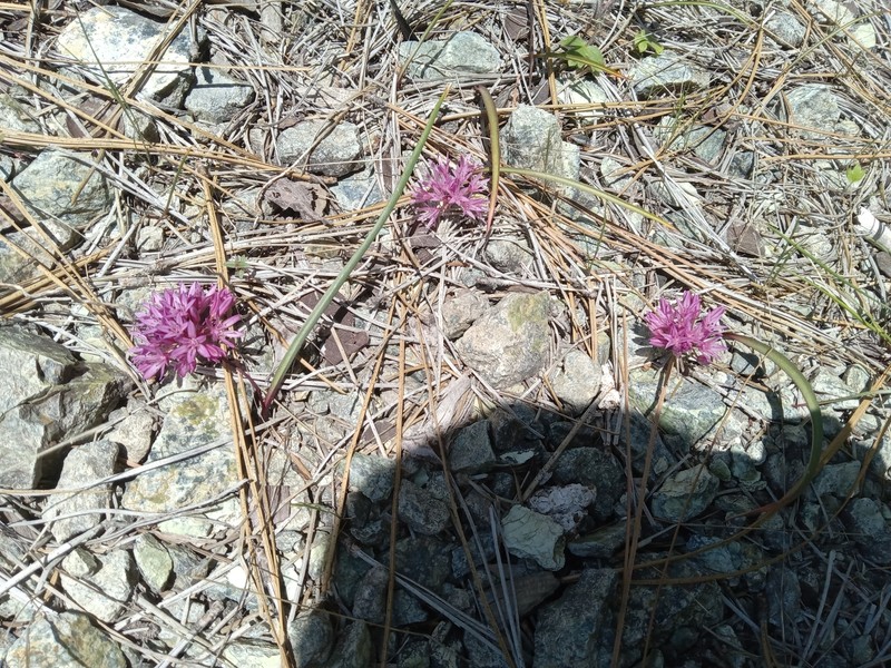 Allium obtusum var. conspicuum photo 4