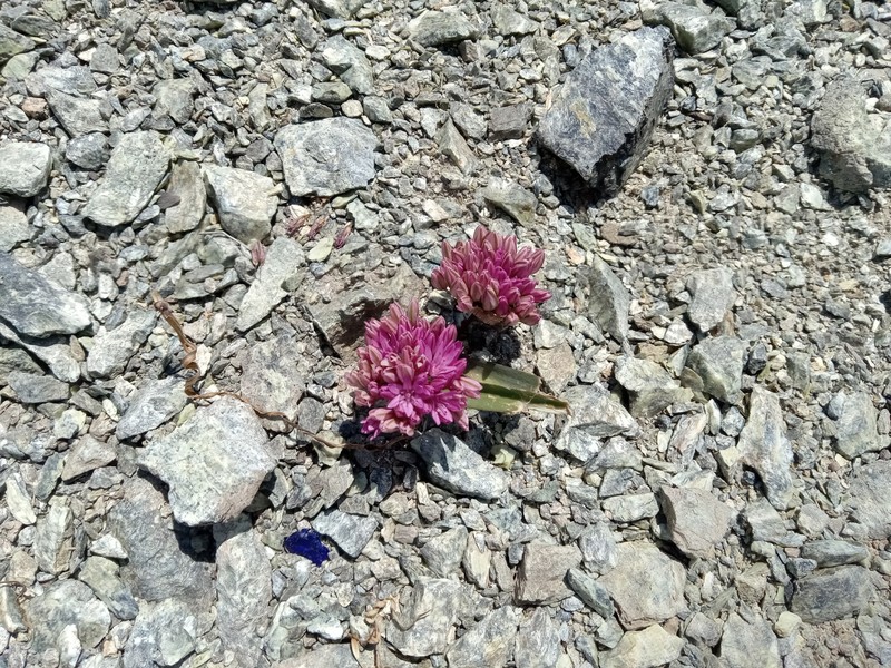 Allium obtusum var. conspicuum photo 5