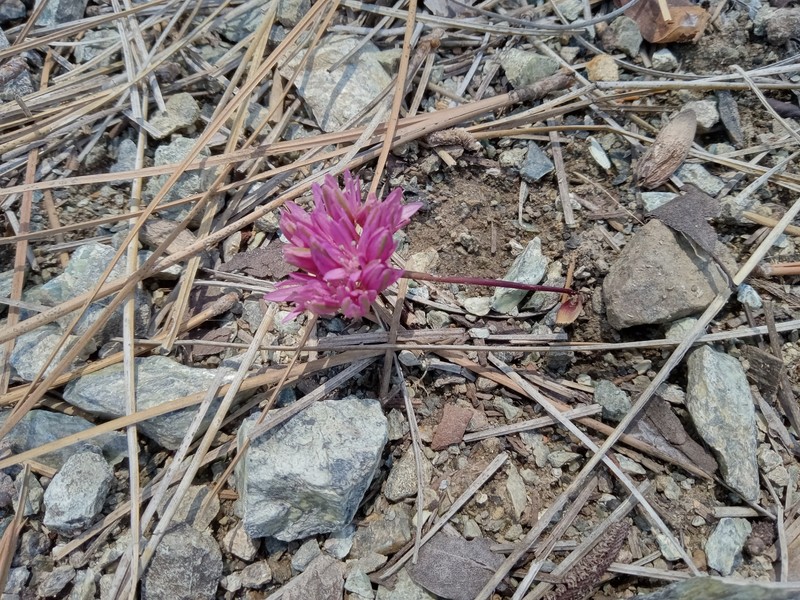 Allium obtusum var. conspicuum photo 6
