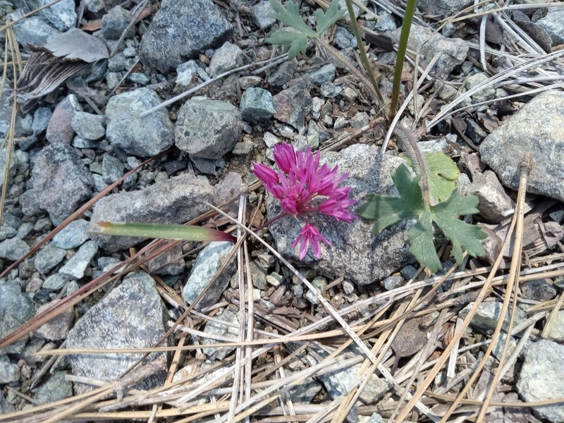 Allium obtusum var. conspicuum photo 7