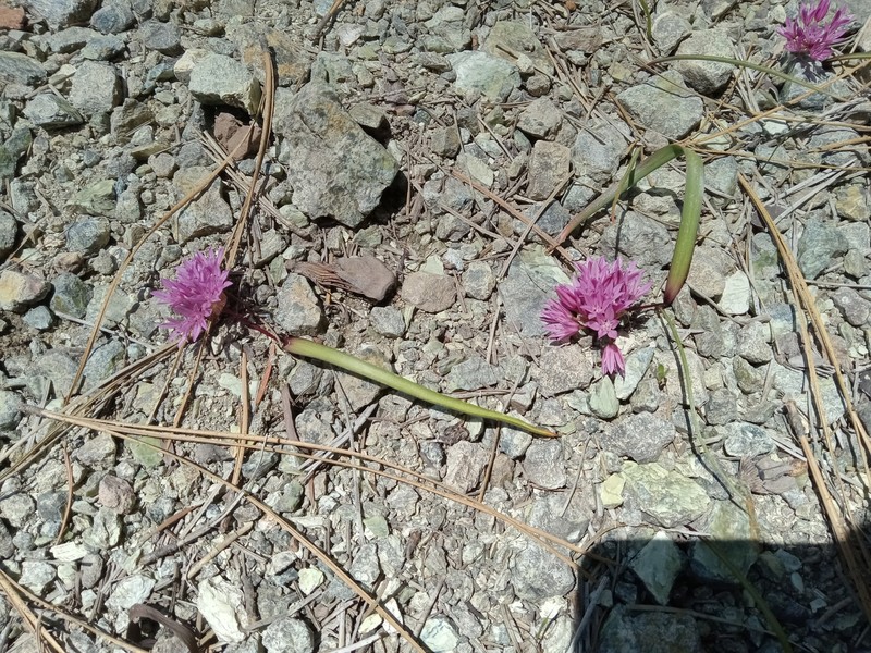 Allium obtusum var. conspicuum photo 8
