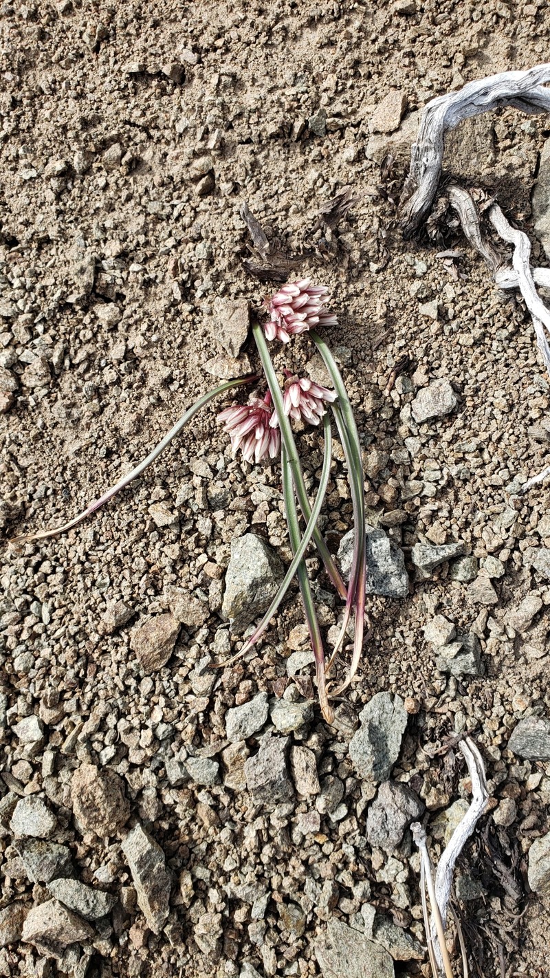 Allium obtusum var. obtusum