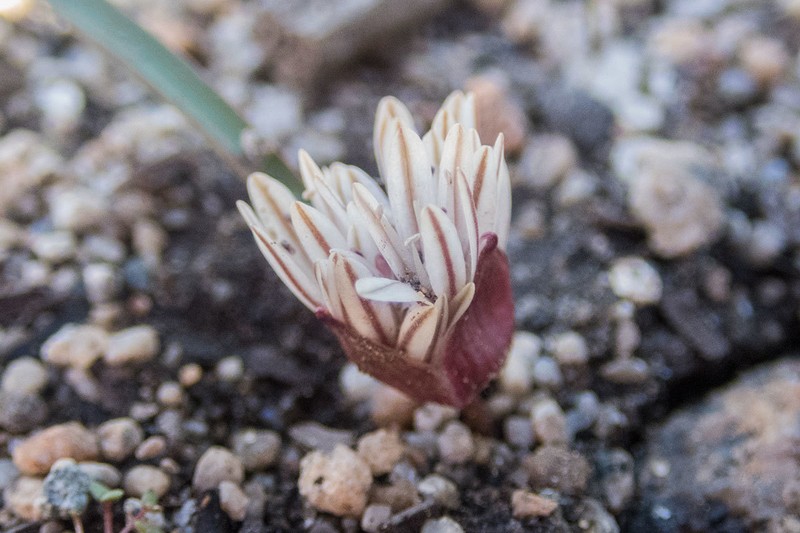 Allium obtusum var. obtusum photo 2